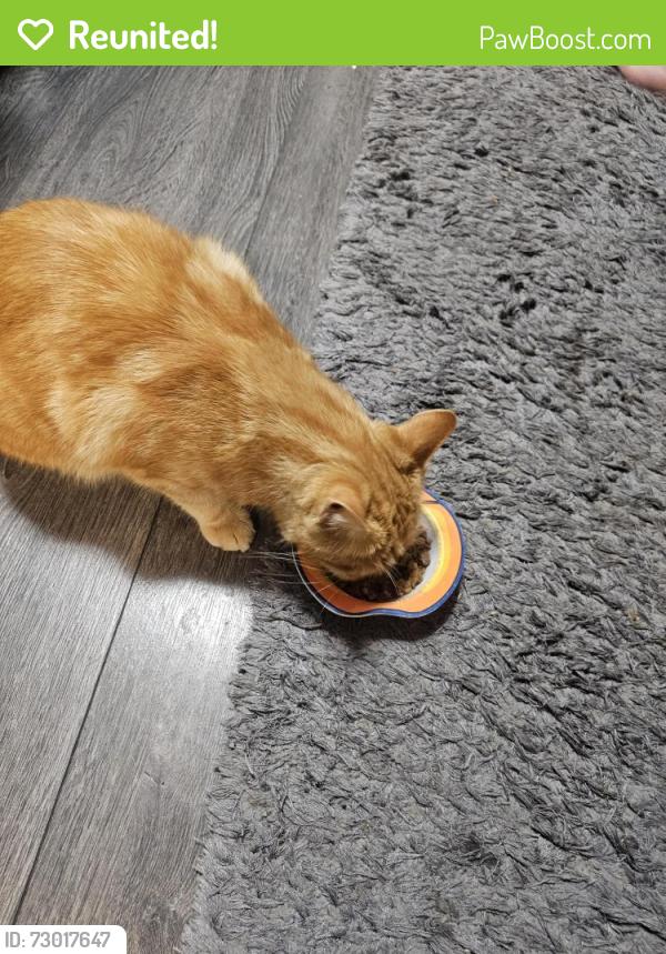 Reunited Male Cat last seen St pauls hill rd hyde, Greater Manchester, England SK14