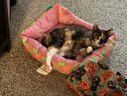 Reunited Male Cat last seen Old Decatur rd , Fort Worth, TX 76106