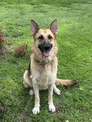 Found/Stray Female Dog last seen Near East, Polk County, TX 77351