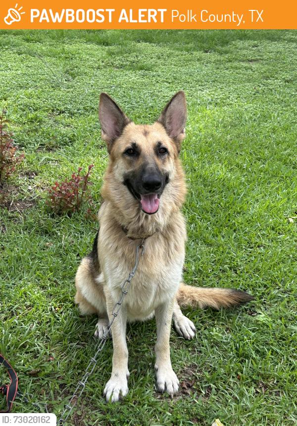 Found/Stray Female Dog last seen Near East, Polk County, TX 77351