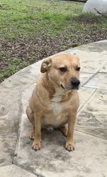 Lost Male Dog last seen Shady grove and balleywood, Irving, TX 75060