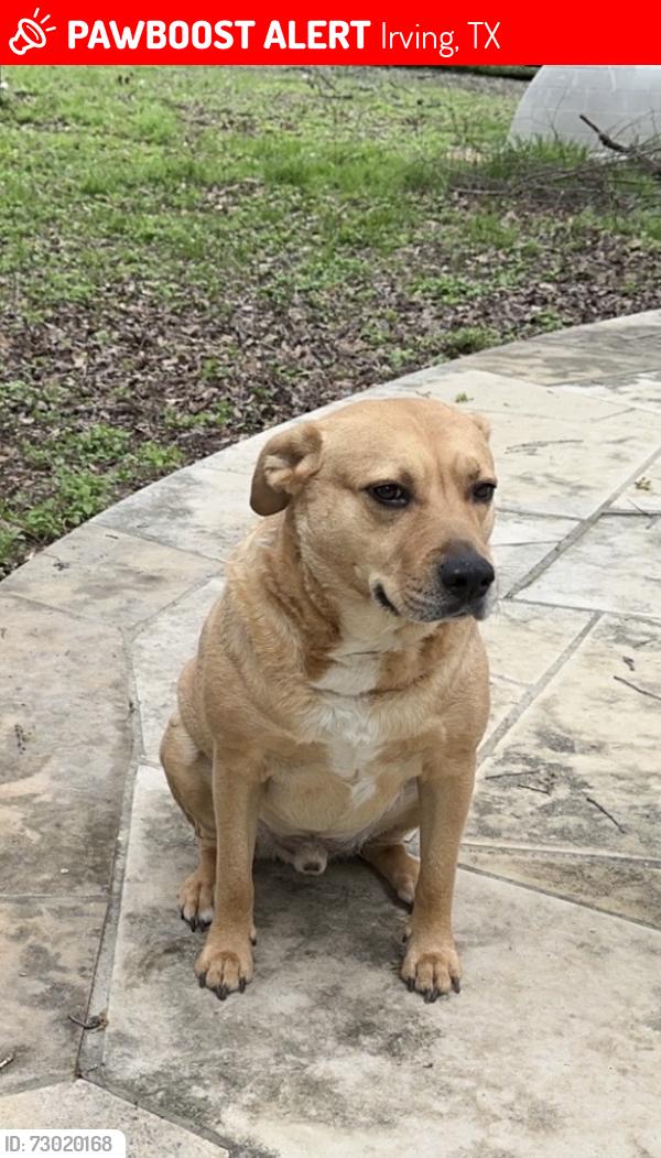 Lost Male Dog last seen Shady grove and balleywood, Irving, TX 75060