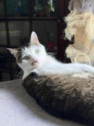 Reunited Male Cat last seen Glenbury Ave and Hilliard Ave, Lakewood, OH 44107