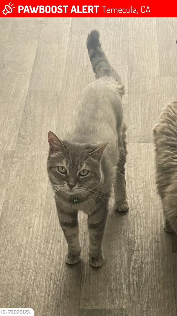Lost Female Cat last seen Pechanga RV Resort, Temecula, CA 92592