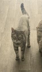 Lost Female Cat last seen Pechanga RV Resort, Temecula, CA 92592