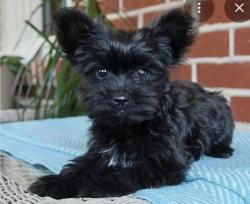 Lost Female Dog last seen Long ln., w.Kendig rd, Willow Street, PA 17584