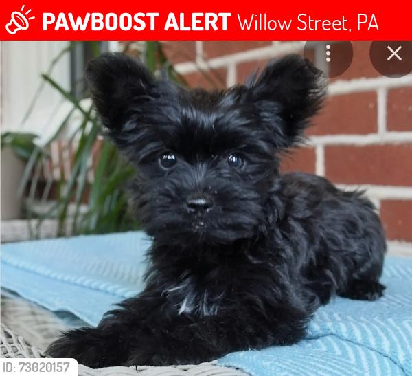 Lost Female Dog last seen Long ln., w.Kendig rd, Willow Street, PA 17584