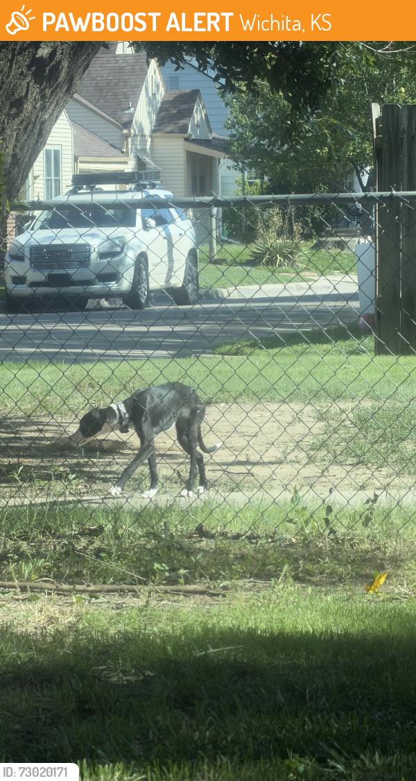 Found/Stray Unknown Dog last seen Near sonic on west and Douglas, Wichita, KS 67213