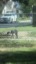 Found/Stray Unknown Dog last seen Near sonic on west and Douglas, Wichita, KS 67213