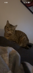Lost Male Cat last seen Near southcenter blvd tukwila , Tukwila, WA 98188