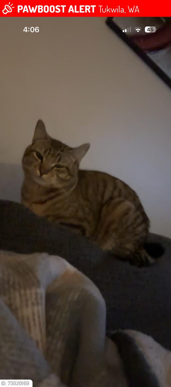Lost Male Cat last seen Near southcenter blvd tukwila , Tukwila, WA 98188