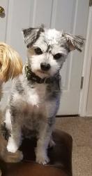 Lost Male Dog last seen By the creek, Adams, OR 97813