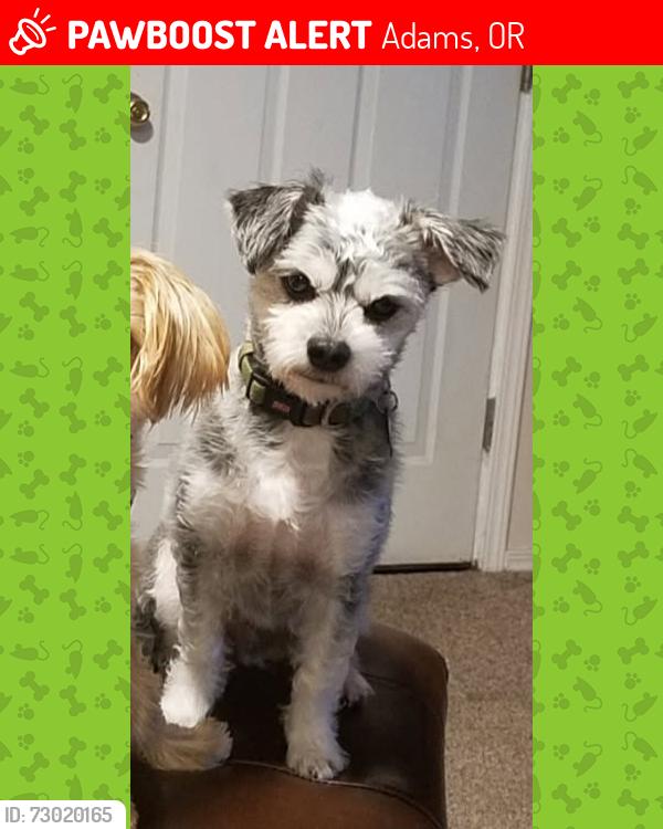 Lost Male Dog last seen By the creek, Adams, OR 97813