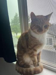 Lost Male Cat last seen Burton mesa blvd and Arneb ave, Lompoc, CA 93436