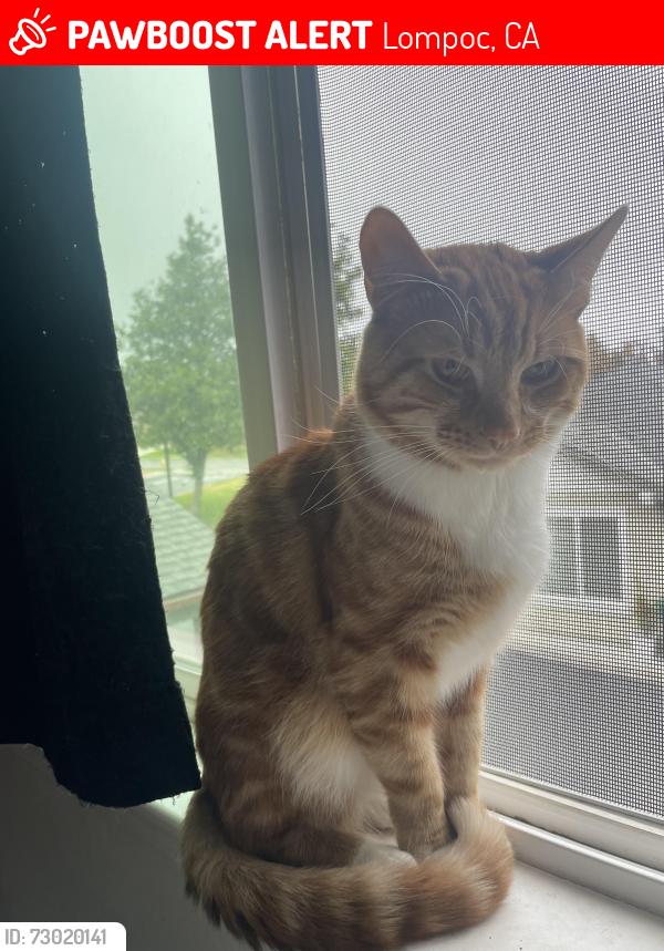 Lost Male Cat last seen Burton mesa blvd and Arneb ave, Lompoc, CA 93436