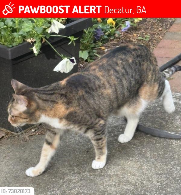 Lost Female Cat last seen drexel, pinetree, Decatur, GA 30030