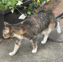 Lost Female Cat last seen drexel, pinetree, Decatur, GA 30030