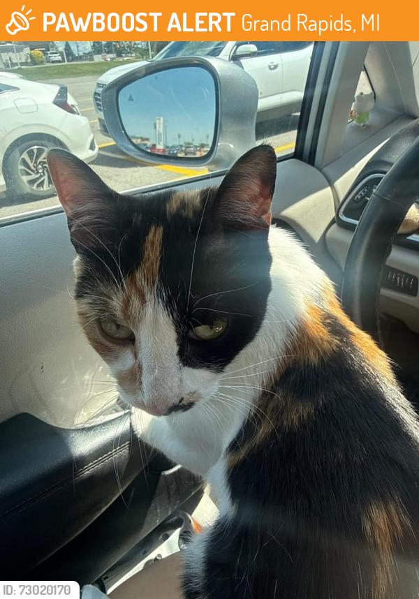 Found/Stray Female Cat last seen Lake Dr SE & Eastown Post Office, Grand Rapids, MI 49506