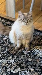 Lost Male Cat last seen Aylesford Road handsworth Birmingham , Handsworth, England B21