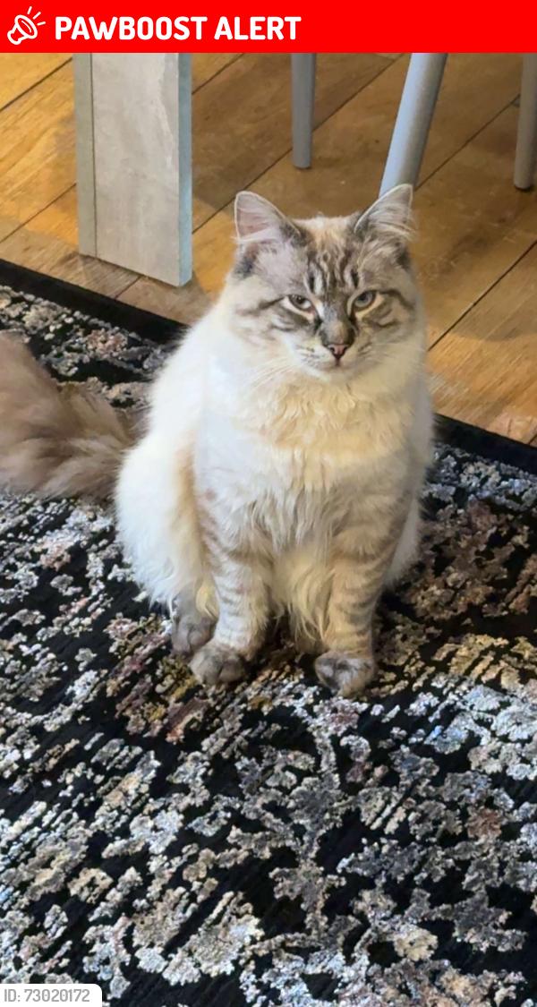 Lost Male Cat last seen Aylesford Road handsworth Birmingham , Handsworth, England B21