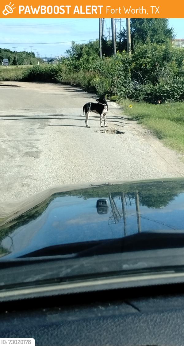Found/Stray Male Dog last seen Crowley and risinger, Fort Worth, TX 76134