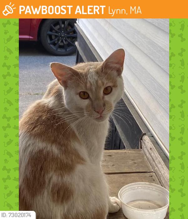 Found/Stray Male Cat last seen Western Ave, near Stop & Shop, Lynn, MA 01904