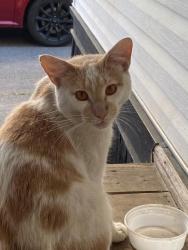 Found/Stray Male Cat last seen Western Ave, near Stop & Shop, Lynn, MA 01904