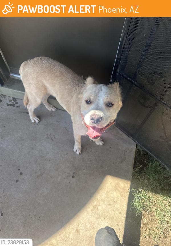 Found/Stray Male Dog last seen Near ave and Alice ave, Phoenix, AZ 85051