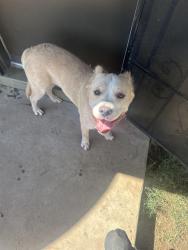 Found/Stray Male Dog last seen Near ave and Alice ave, Phoenix, AZ 85051