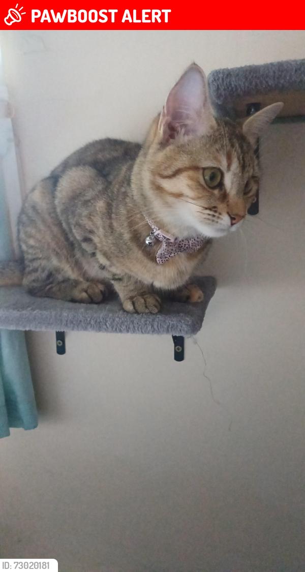 Lost Female Cat last seen St stephens avenue/sandy lane, Warrington, England WA2 9RH