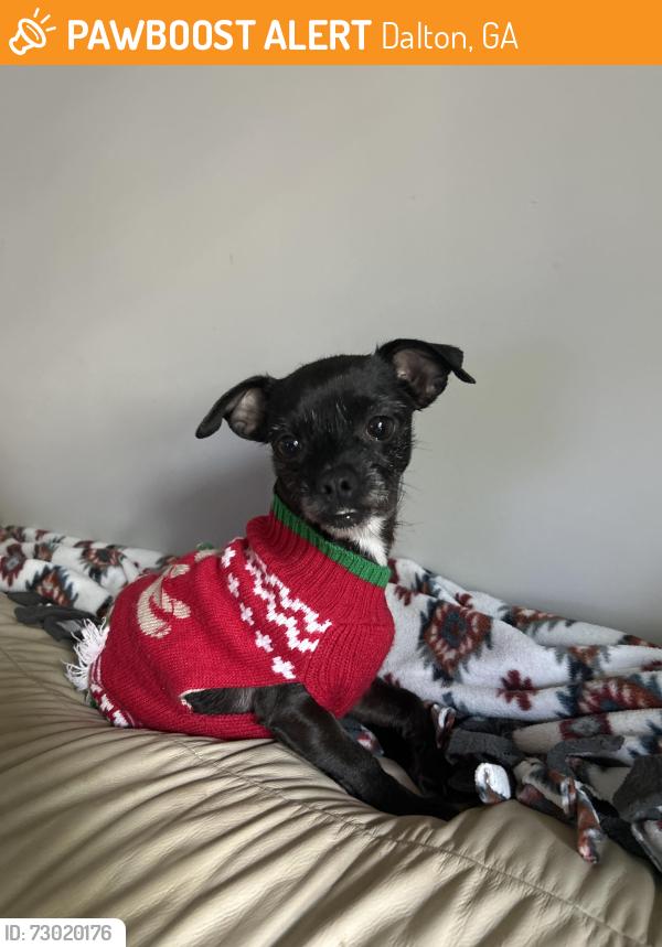 Found/Stray Female Dog last seen airport rd, Dalton, GA 30721