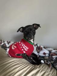 Found/Stray Female Dog last seen airport rd, Dalton, GA 30721
