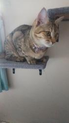 Lost Female Cat last seen St stephens avenue/sandy lane, Warrington, England WA2 9RH