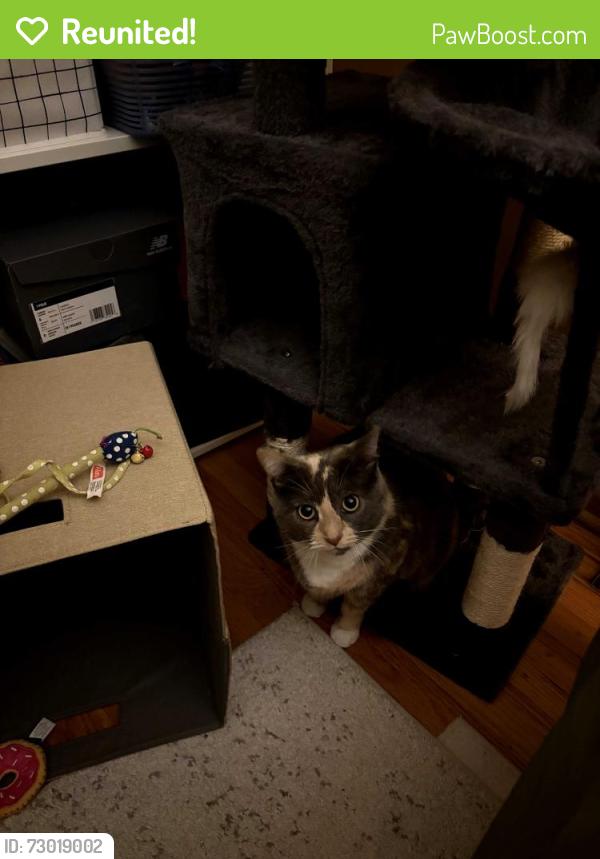 Reunited Female Cat last seen Schwartz rd / Washington way, Westlake, OH 44145