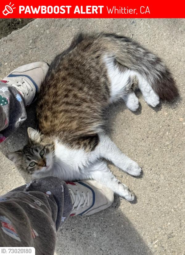Lost Female Cat last seen Shoemaker , Whittier, CA 90605