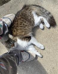 Lost Female Cat last seen Shoemaker , Whittier, CA 90605