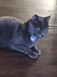 Reunited Female Cat last seen Capital Park apmts, Olympia, WA 98502