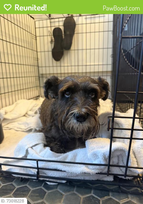 Reunited Female Dog last seen Deerfield Beach, FL, USA, Deerfield Beach, FL 33441