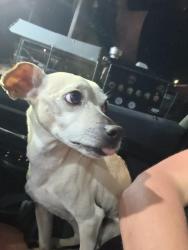 Found/Stray Female Dog last seen Ih 35, San Antonio, TX 78233