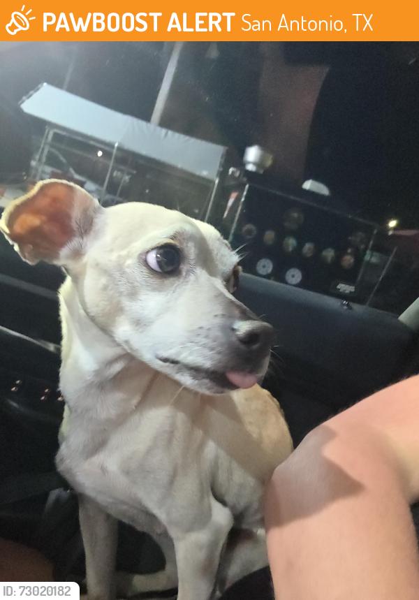 Found/Stray Female Dog last seen Ih 35, San Antonio, TX 78233