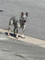Found/Stray Unknown Dog last seen Knightdale, NC, Knightdale, NC 27545