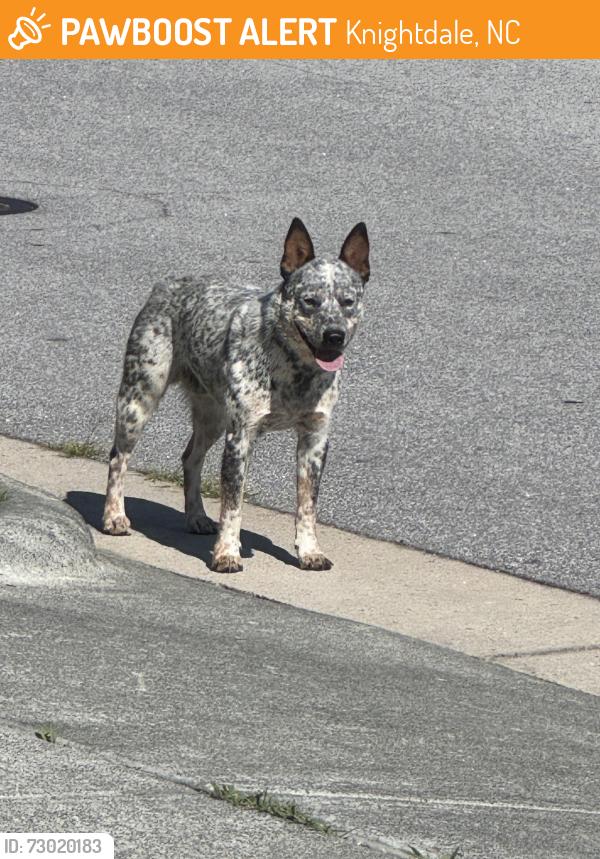 Found/Stray Unknown Dog last seen Knightdale, NC, Knightdale, NC 27545