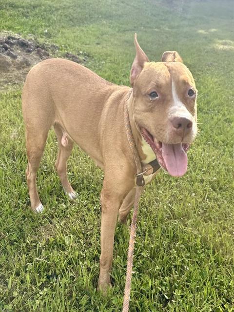 Shelter Stray Female Dog last seen Near BLOCK S POST RD, WESTON FL 33327, 2400 SW 42nd St, Fort Lauderdale, FL 33312, USA