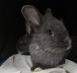 Shelter Stray Male Other last seen , 4000 N Silverbell Rd, Tucson, AZ 85745, USA
