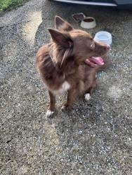 Found/Stray Female Dog last seen Near Tannehill General, McCalla, AL 35111