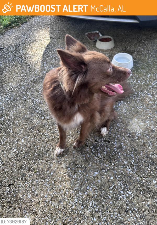 Found/Stray Female Dog last seen Near Tannehill General, McCalla, AL 35111