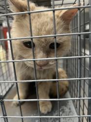 Shelter Stray Female Cat last seen Near BLOCK N RANCHO DR, LAS VEGAS NV 89130, 655 N Mojave Rd, Las Vegas, NV 89101, USA