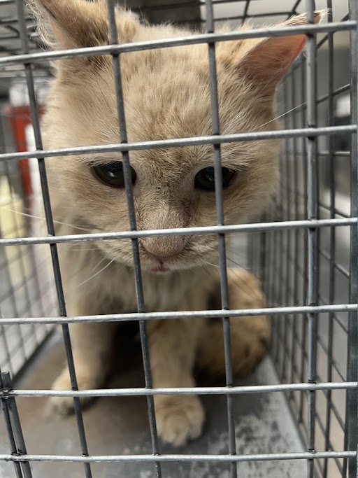 Shelter Stray Female Cat last seen Near BLOCK N RANCHO DR, LAS VEGAS NV 89130, 655 N Mojave Rd, Las Vegas, NV 89101, USA