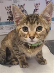 Shelter Stray Female Cat last seen Near BLOCK VISTA WEST, 4710 TX-151, San Antonio, TX 78227, USA