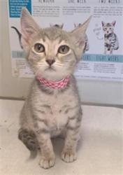 Shelter Stray Female Cat last seen Near BLOCK VISTA WEST, 4710 TX-151, San Antonio, TX 78227, USA